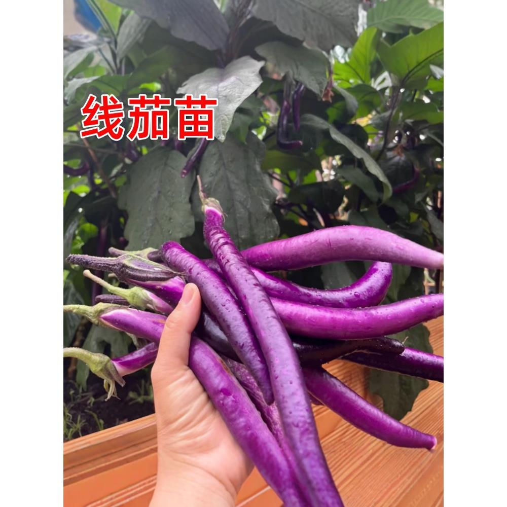 杭茄一号线子苗特大紫红长