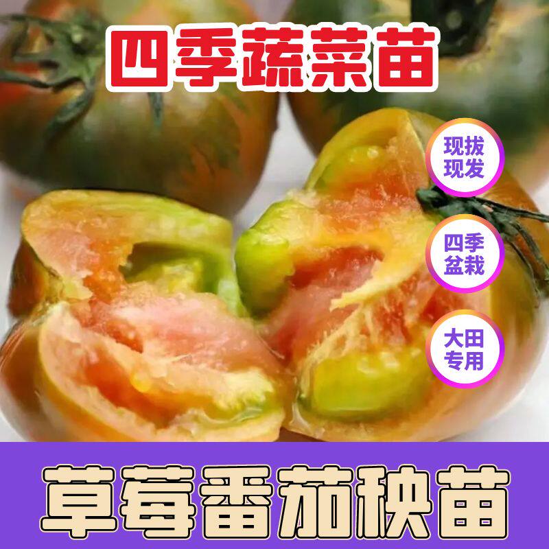 正宗草莓番茄秧苗四季高产正宗苗