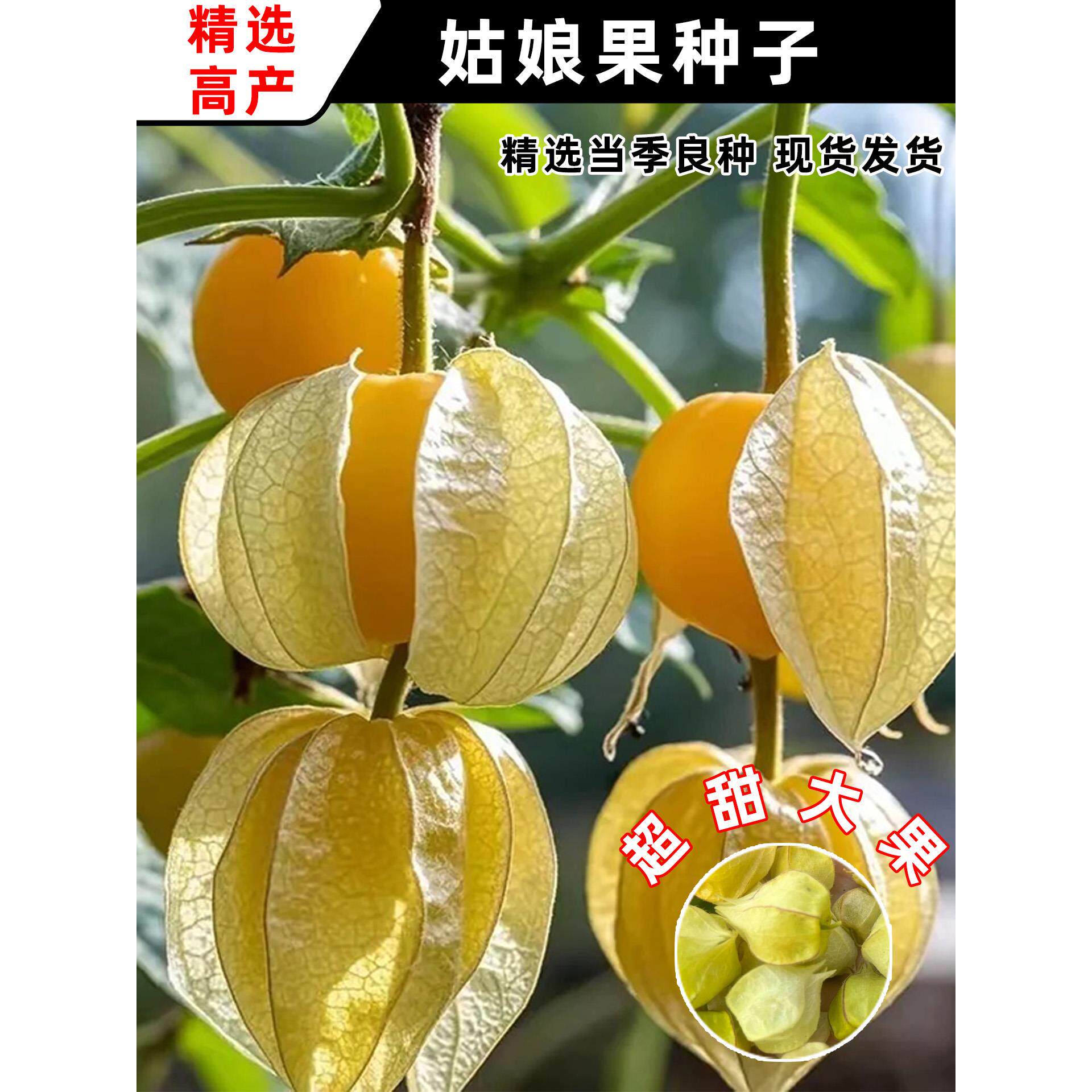 菇娘果种子四季播易活盆栽