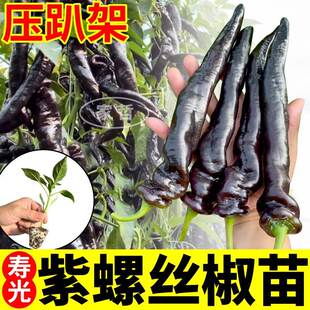 高产紫螺丝椒苗秧抗病紫黑色陇椒辣椒种子四季小院种植红小米杭椒