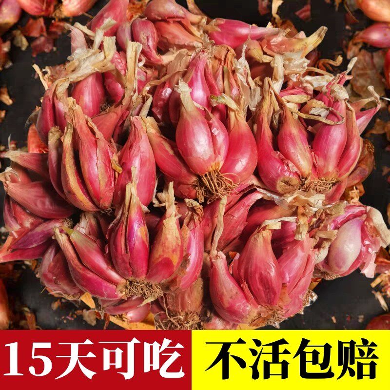 葱种子四季小香头川籽盆栽