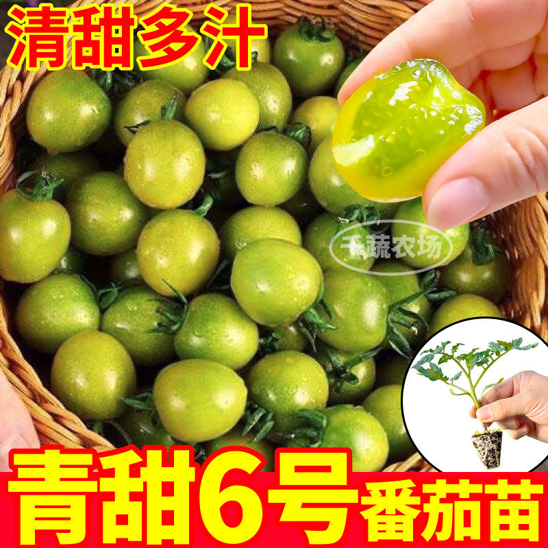 寿光青甜6号番茄苗秧清多