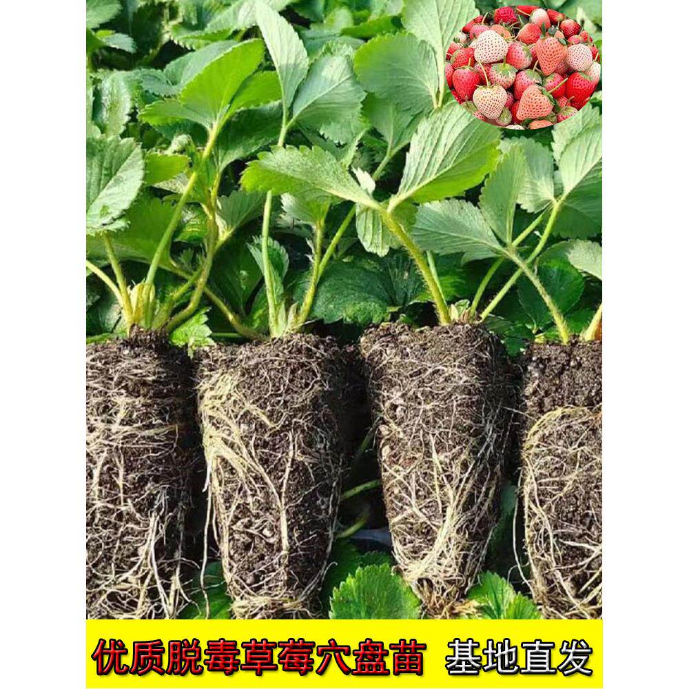 草莓苗秧穴盘奶油红颜四季