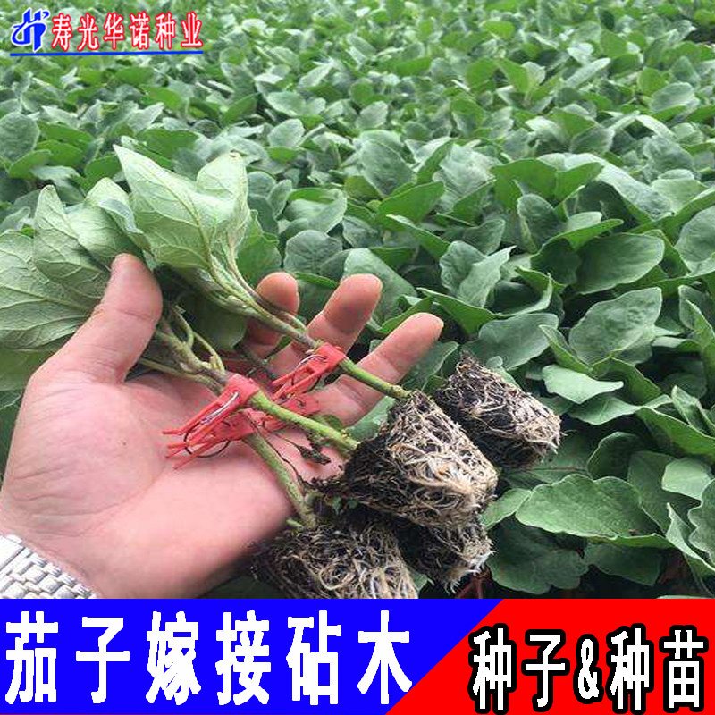 茄子黄瓜甜西嫁接砧木种托