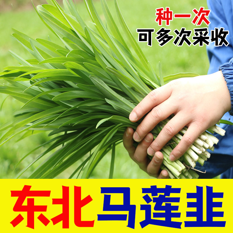 东北大马莲韭菜根种子宽叶韭菜籽蔬菜种子阳台盆栽室内外庭院易种