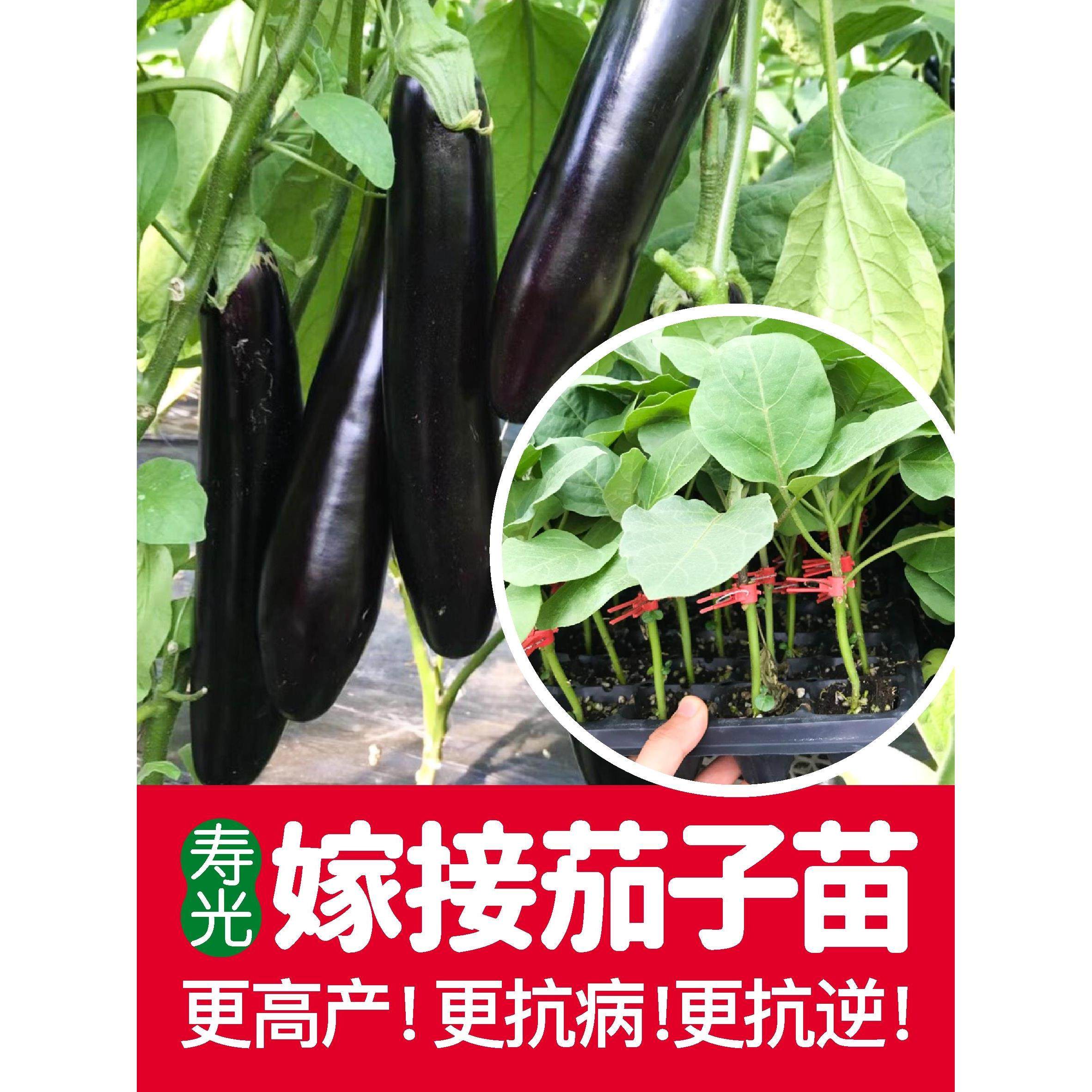 寿光嫁接茄子苗秧长圆杭春