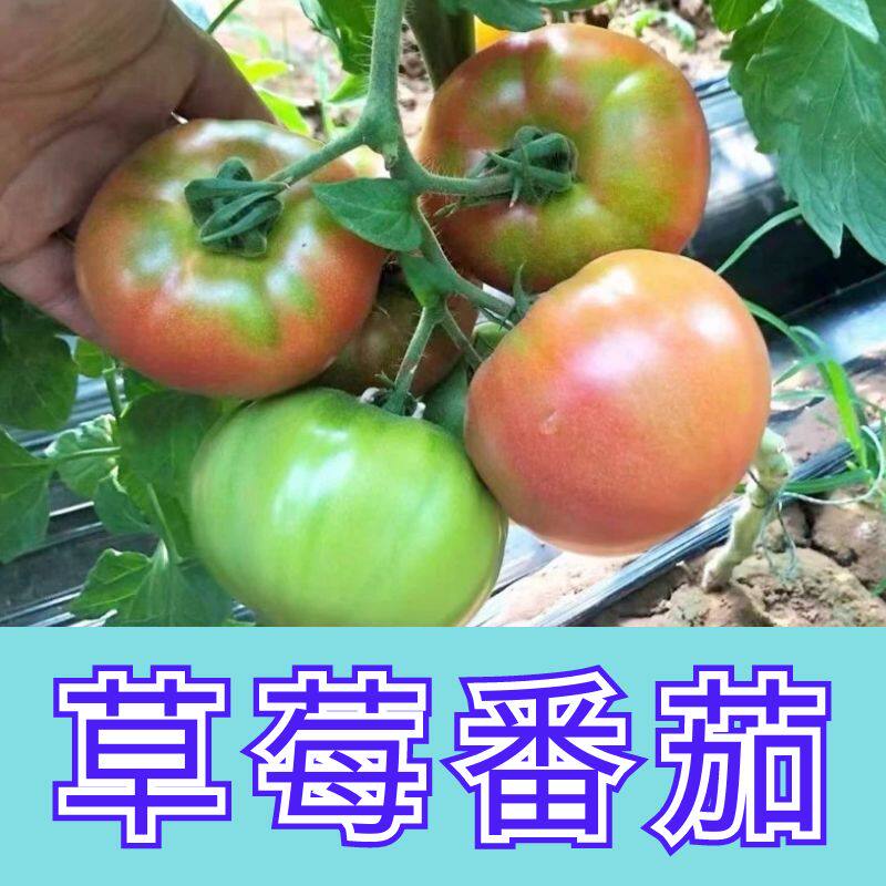正宗草莓番茄苗子阳台盆栽