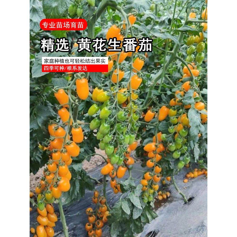 君川黄花生番茄苗特色超甜