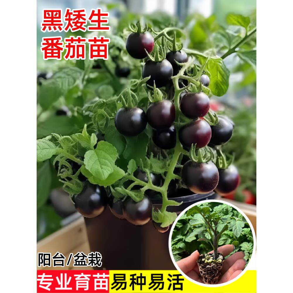 黑矮生番茄苗子秧红樱桃小