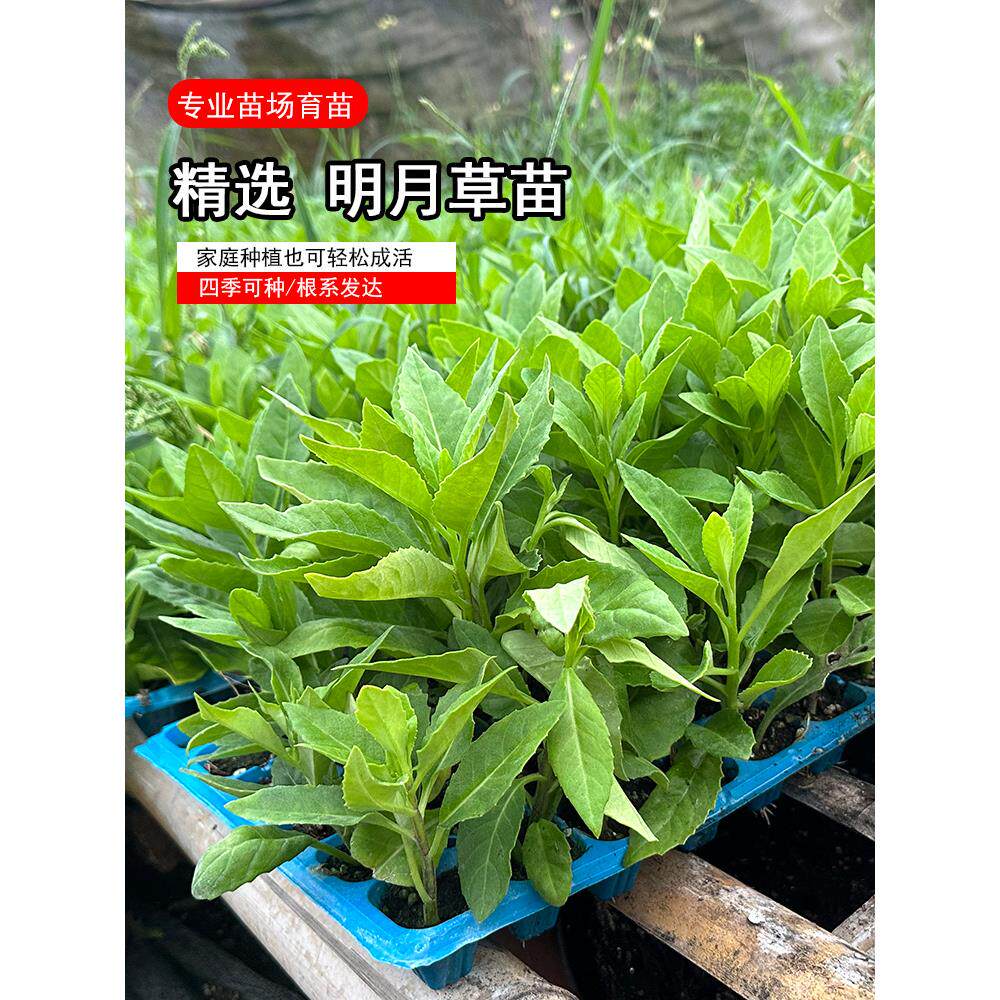 明月草苗白背菜富贵可食用