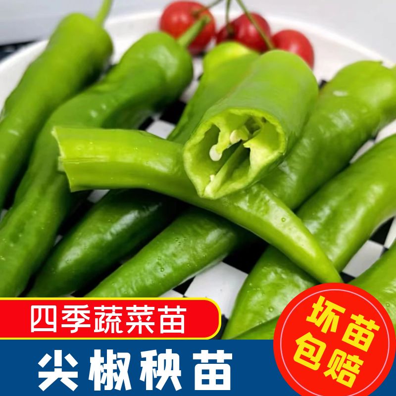 四季尖椒秧苗高产正宗辣椒苗