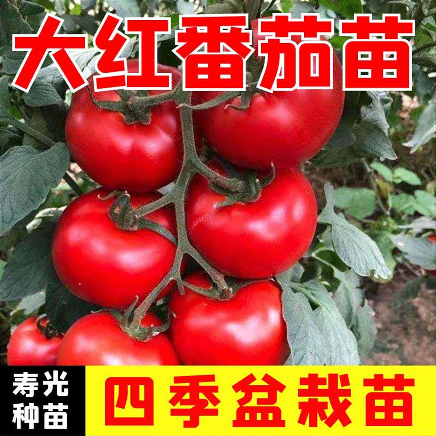大红番茄秧苗种籽矮生丝瓜