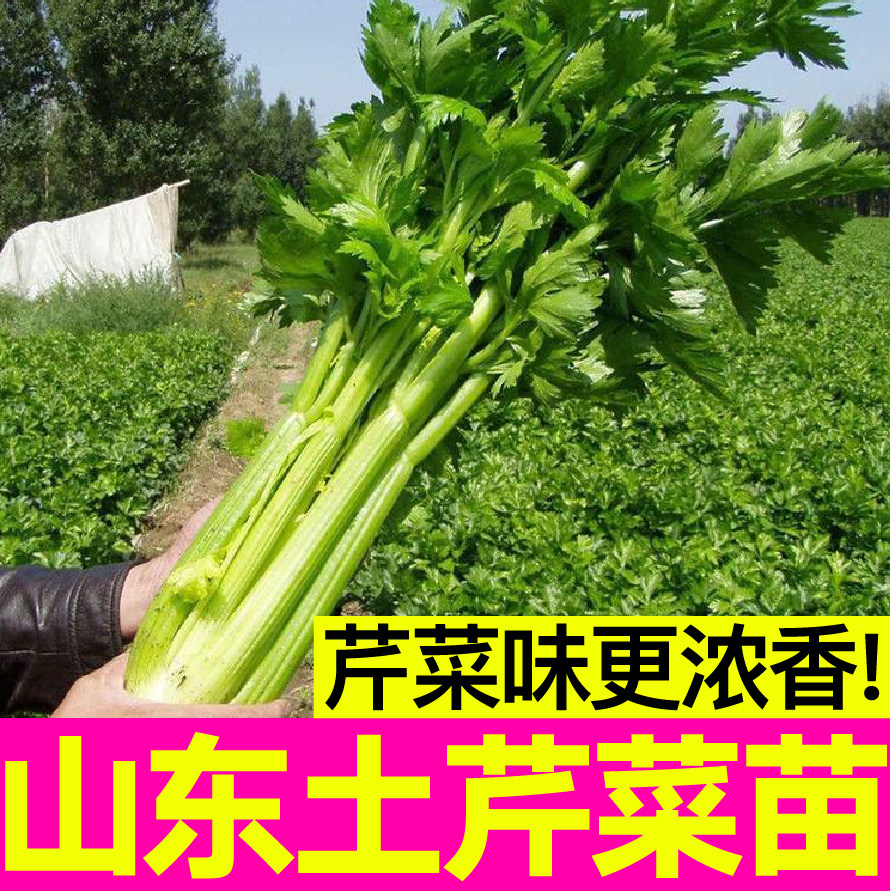 味更浓四季小香芹秧苗幼正