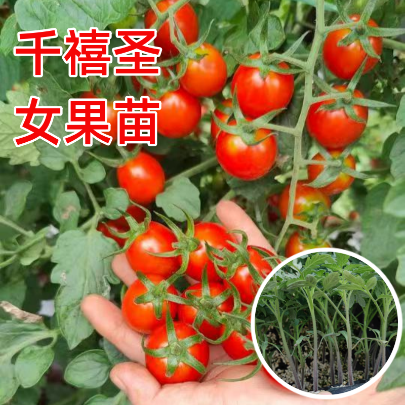 千禧圣女果苗秧瀑布小番茄