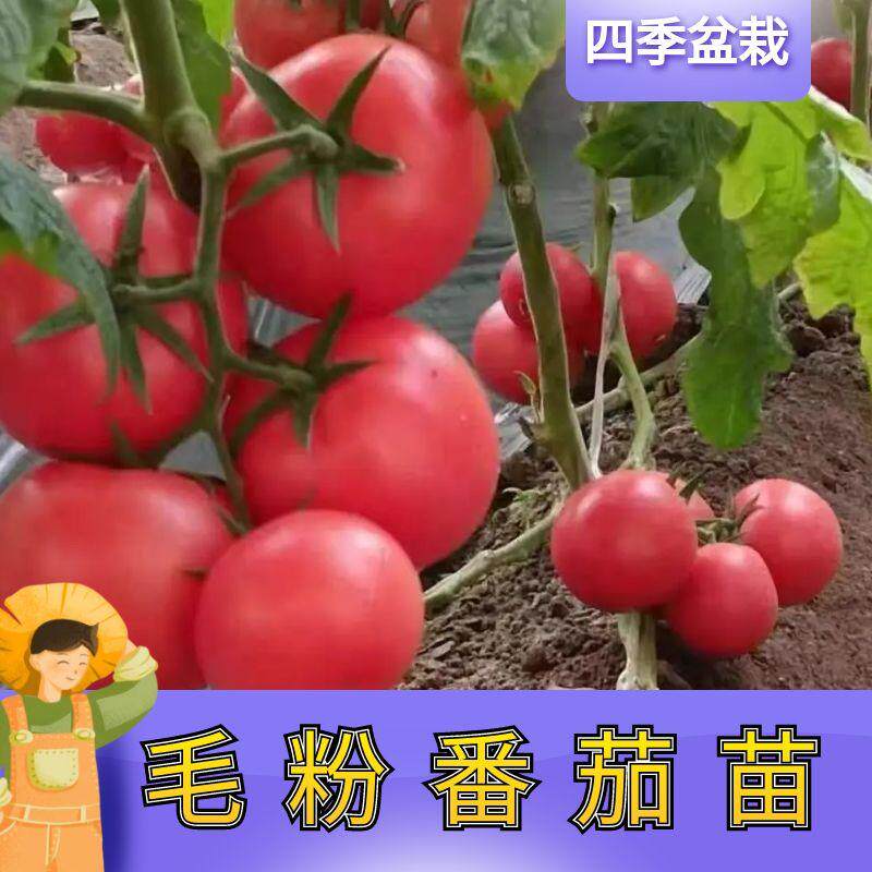 本土老品种毛粉西红柿种子沙瓤番茄种籽薄皮大粉阳台菜园蔬菜种子
