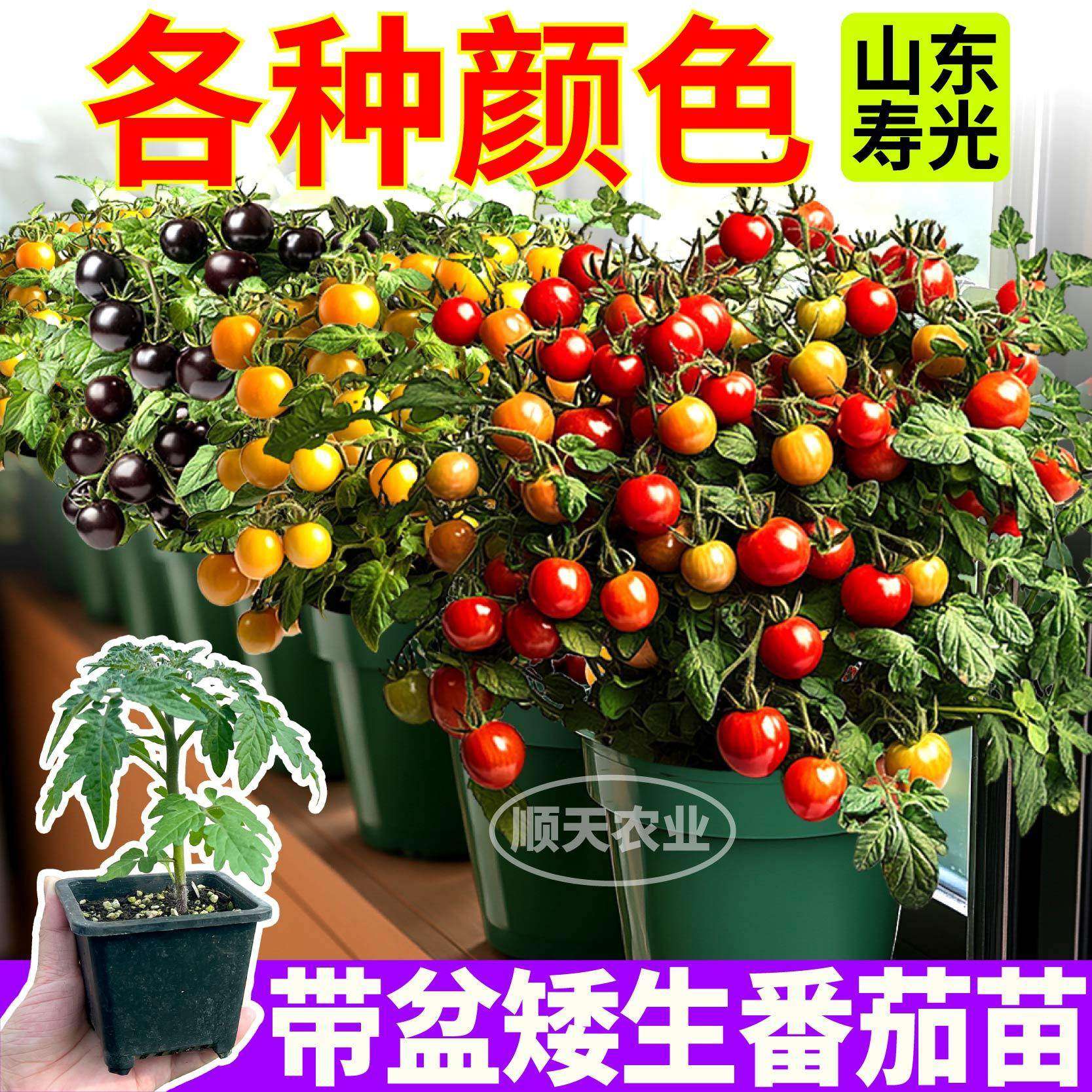 原土盆矮生红黄黑番茄栽苗
