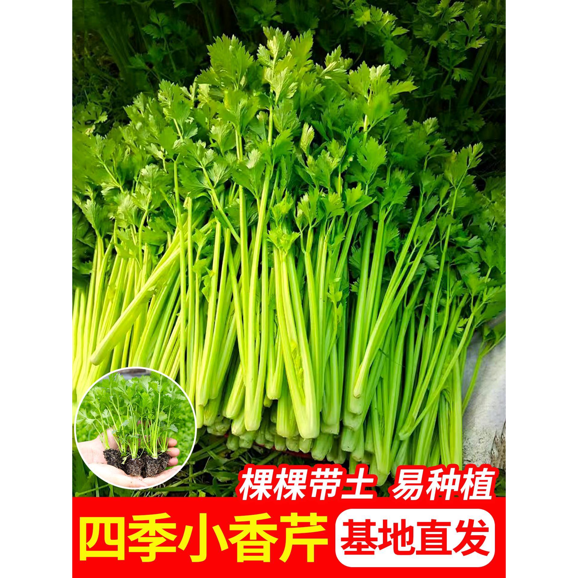 四季小香芹菜苗西秧红白种