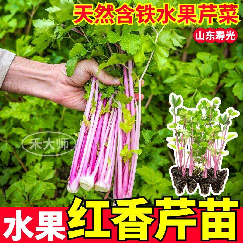 味更浓红香芹苗秧四季脆嫩