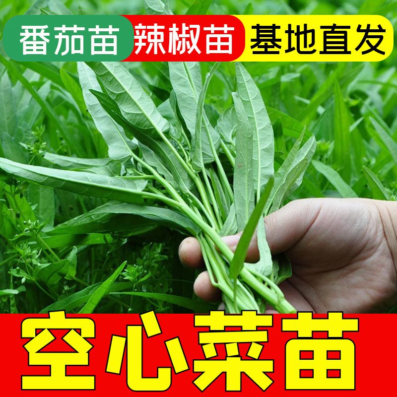柳叶空心菜秧苗空心菜幼苗带跟