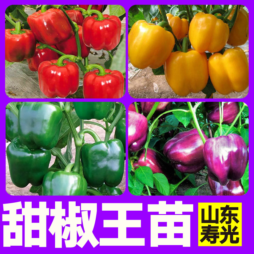大果五彩甜椒王苗秧红黄绿