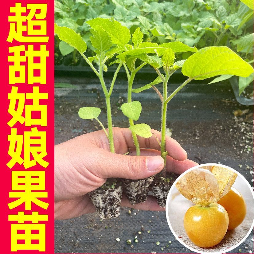 山东寿光大果金菇娘苗秧带