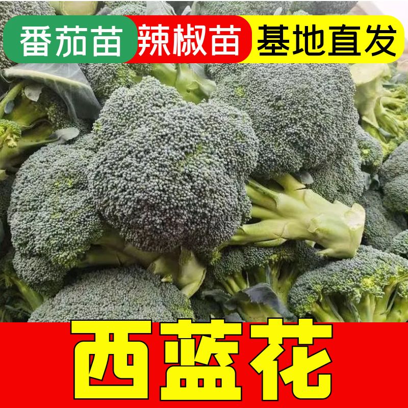 西兰花秧苗蔬菜苗子西兰花苗子菜花西南花菜蔬菜花苗西蓝花幼苗