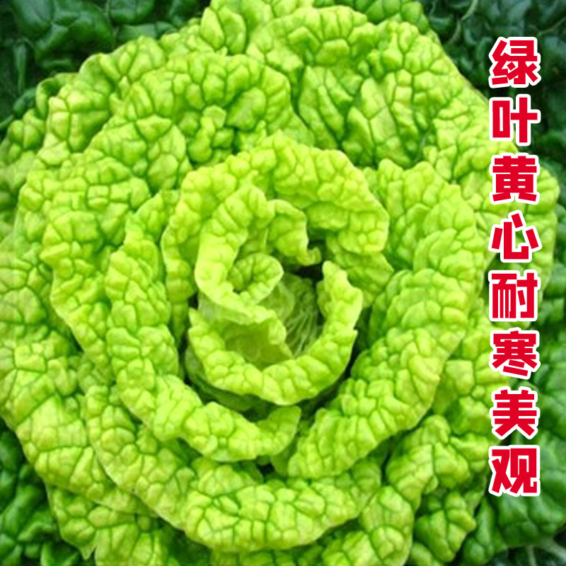 黄心乌油菜青小白快塌黑四