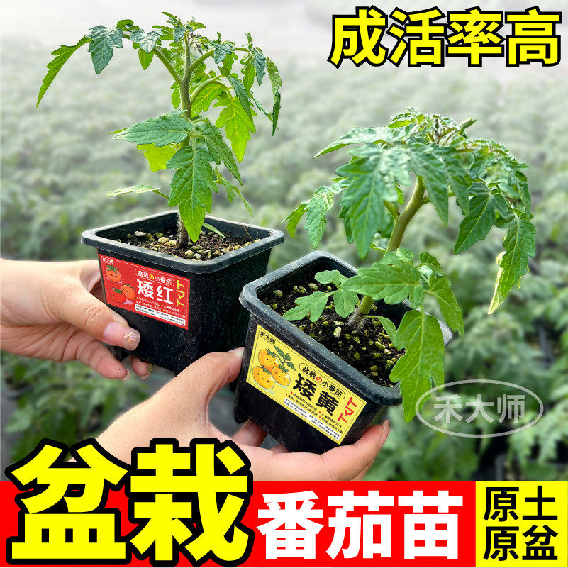 带盆矮生番茄苗秧四季高产