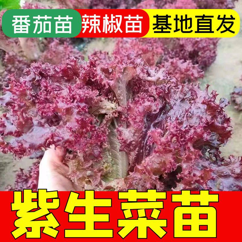 特色紫生菜秧苗四季高产正宗
