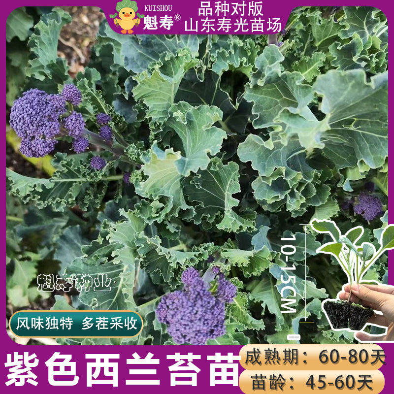 紫色西兰苔苗西兰花苗寿光松花菜苗绿甘蓝包菜秧苗蔬菜苗四季阳台