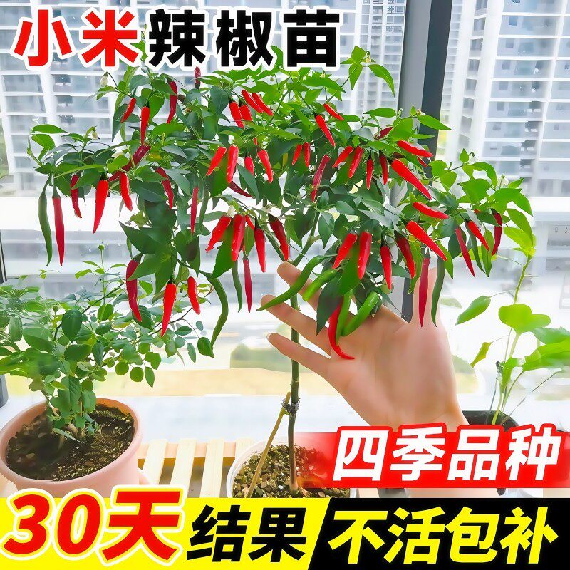 超辣小米椒苗秧子香朝天幼