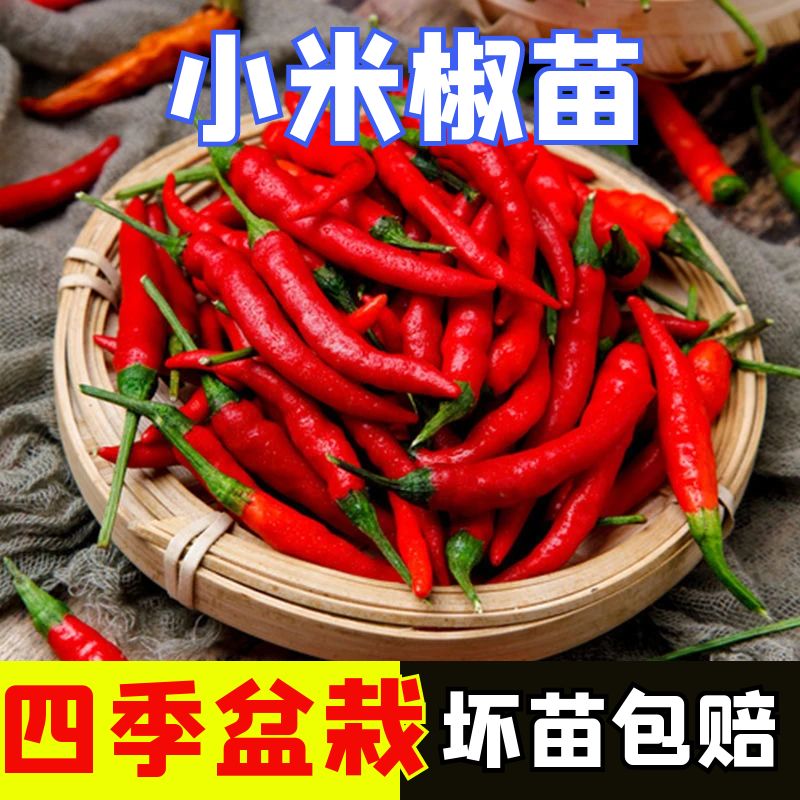 小米椒秧苗辣椒苗子四季高产正宗