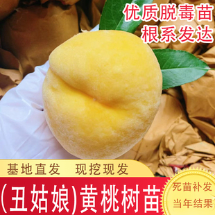嫁接丑姑娘桃树果苗特大晚熟黄桃树苗脆甜冬桃树南方北方盆栽地栽