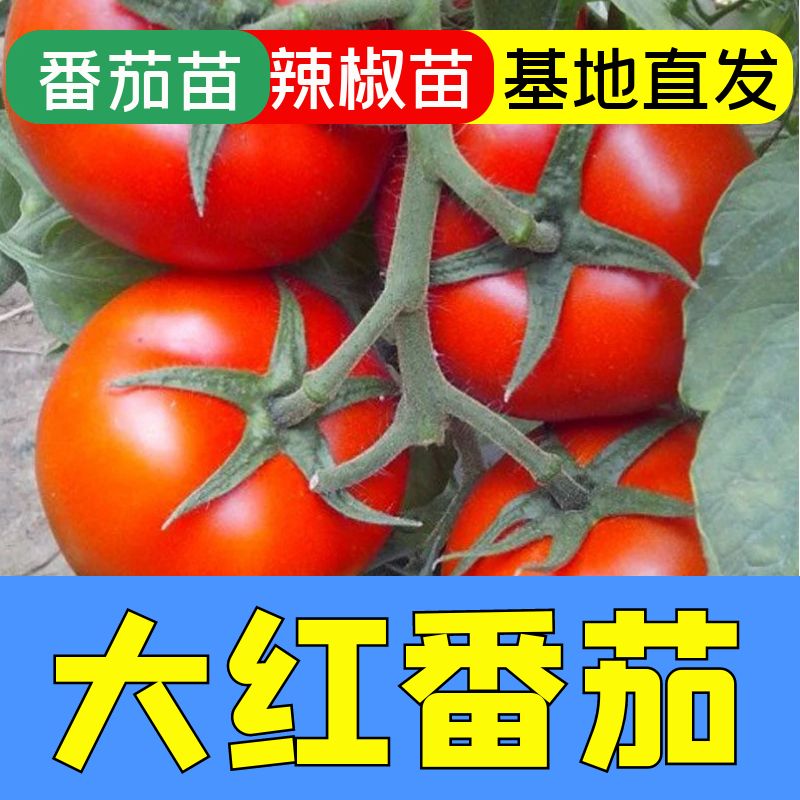 石头番茄苗子大红西柿种硬