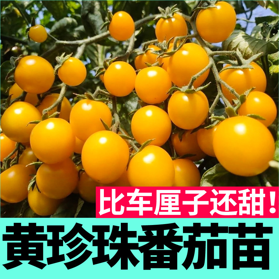 寿光超甜黄珍珠番茄苗秧小