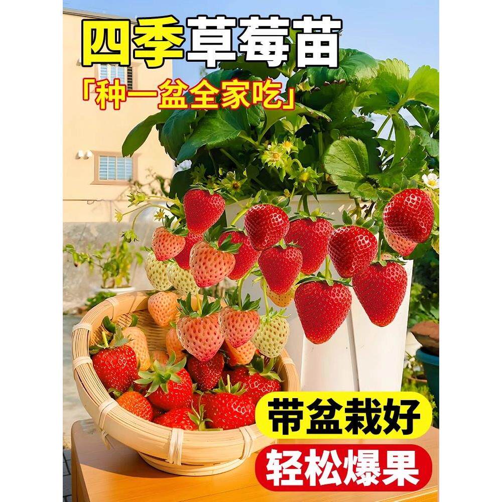 奶油草莓苗盆栽带花果土红