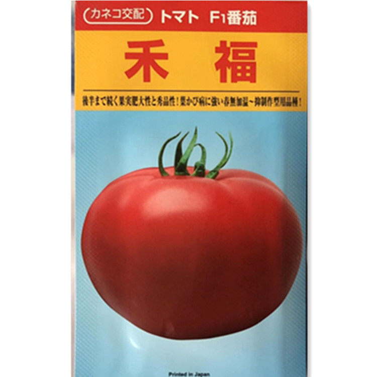 日本进口感型大粉番茄种子