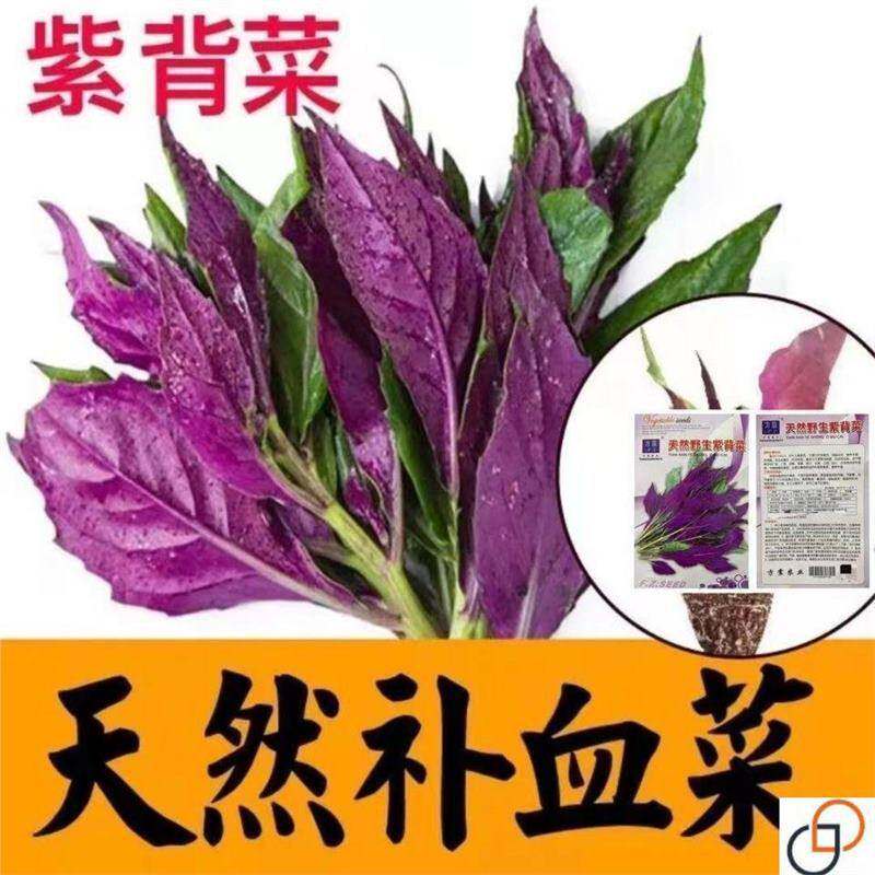 天然紫背菜种子葵血皮红凤