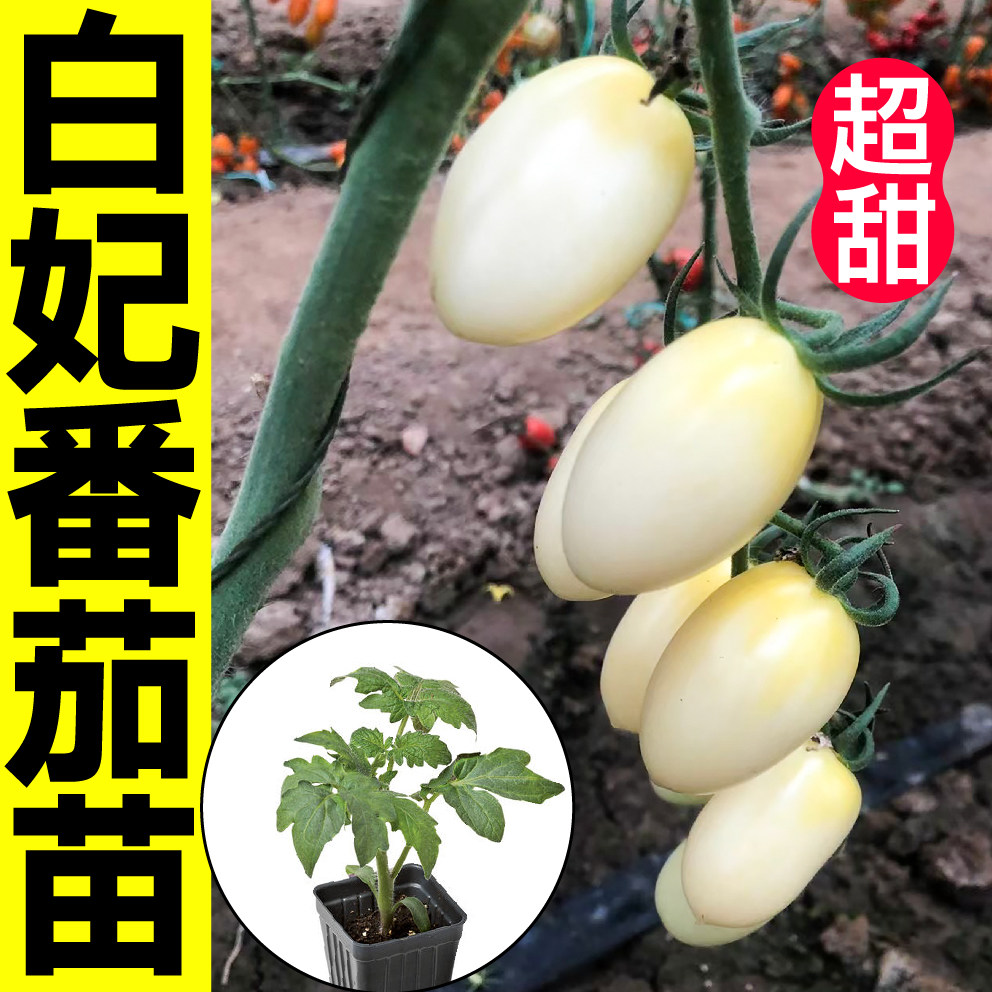 白妃番茄苗秧带土球四季春