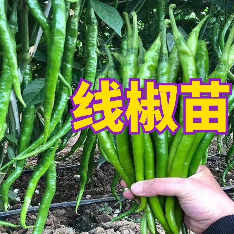 线椒秧苗线椒苗子高产正宗阳台
