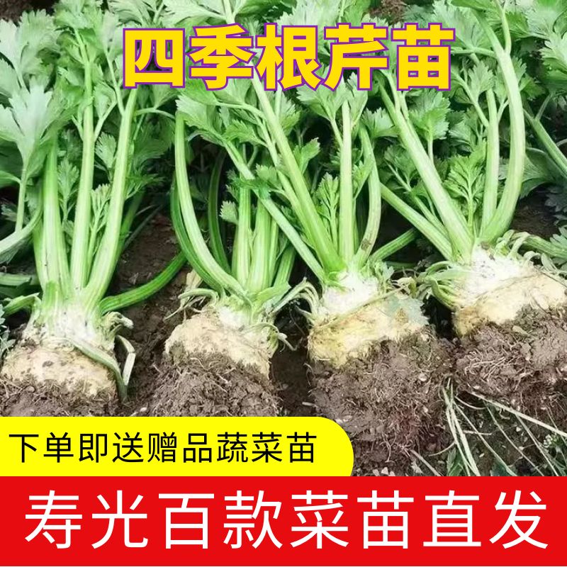 根芹苗四季菜子阳台庭院辣