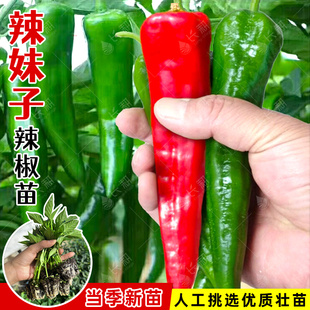 超辣辣妹子辣椒种苗青椒红椒干椒辣椒种籽孑味浓高产四季蔬菜秧苗