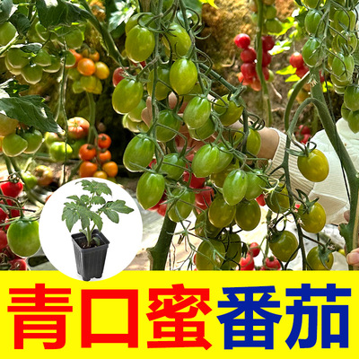 山东潍坊青口蜜小番茄圣女