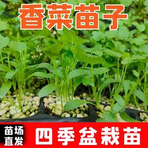 四季香菜秧苗苗子高产正宗秧苗