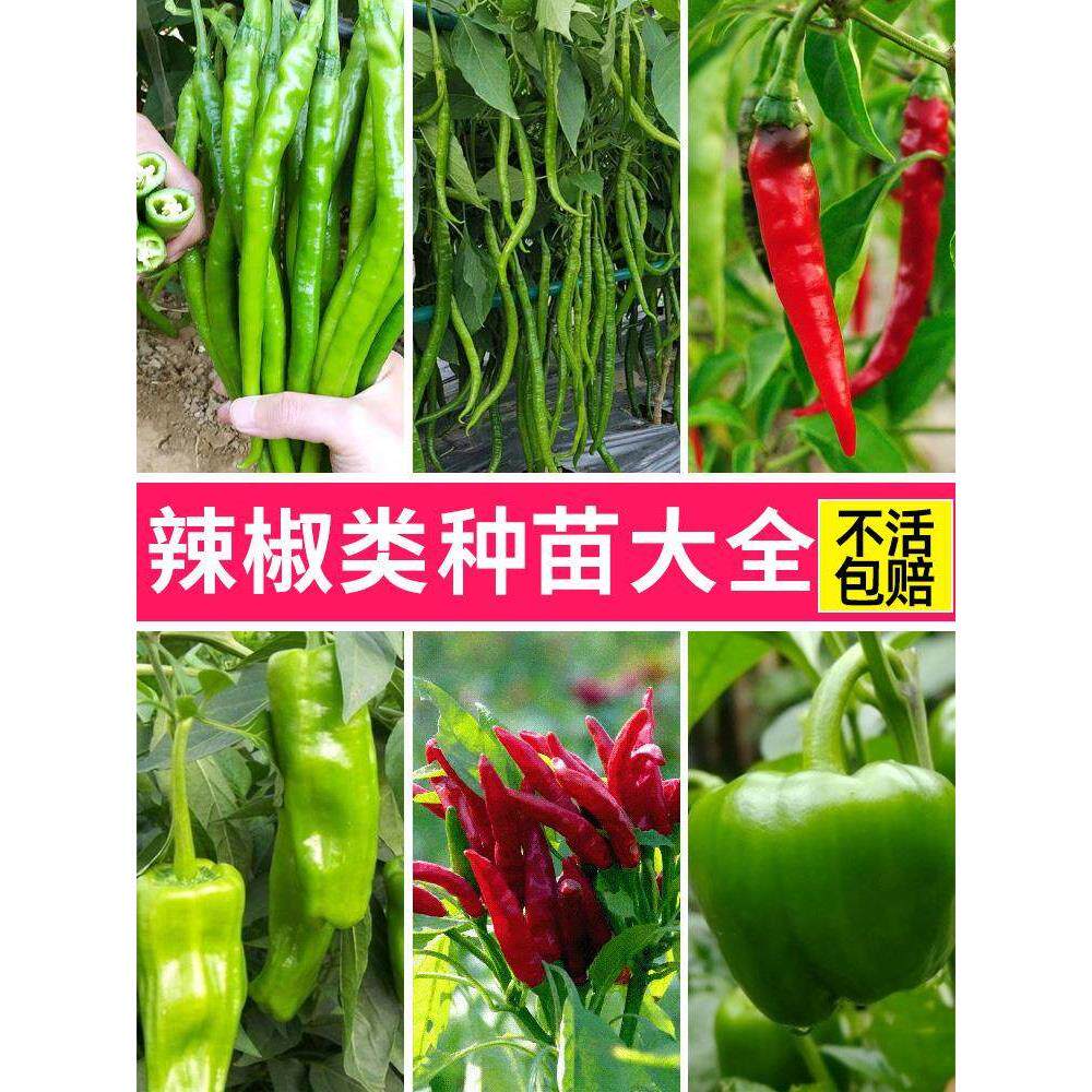 辣椒苗盆栽阳台四季七彩螺