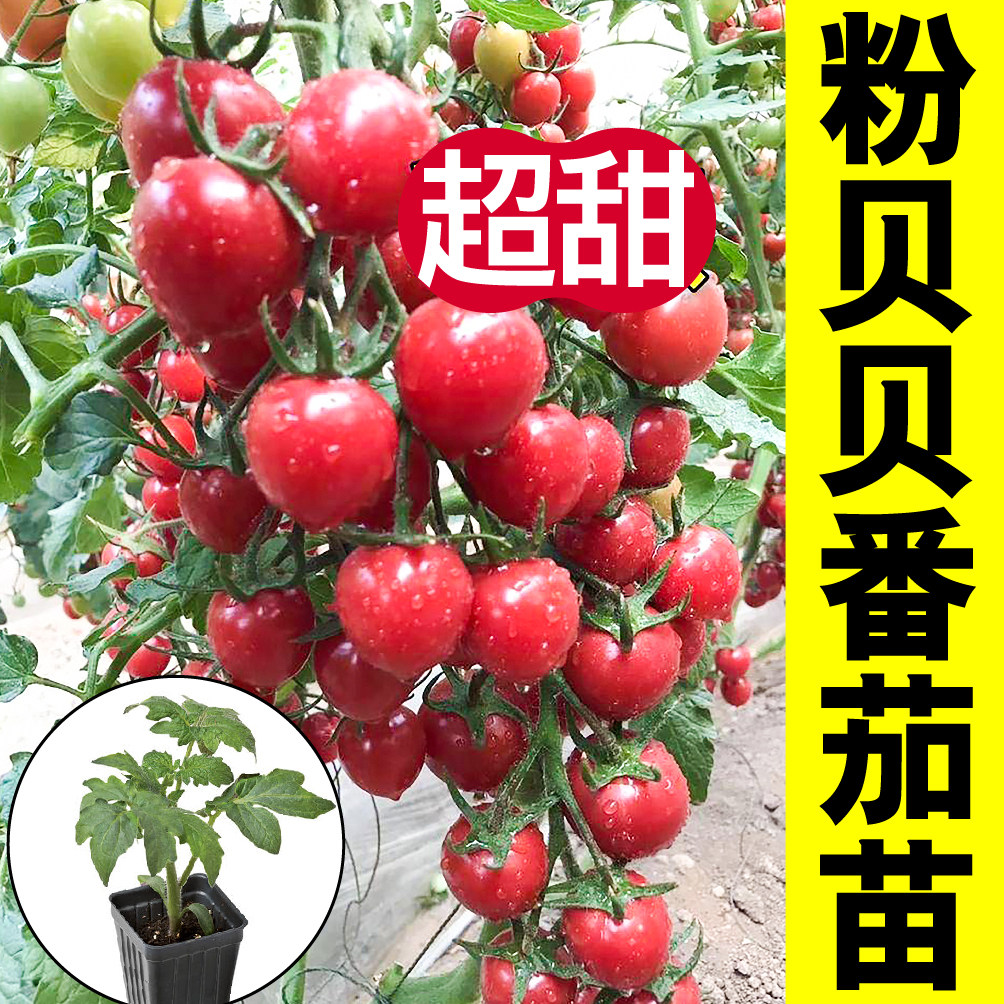 粉贝圣女果苗秧带土球红黄
