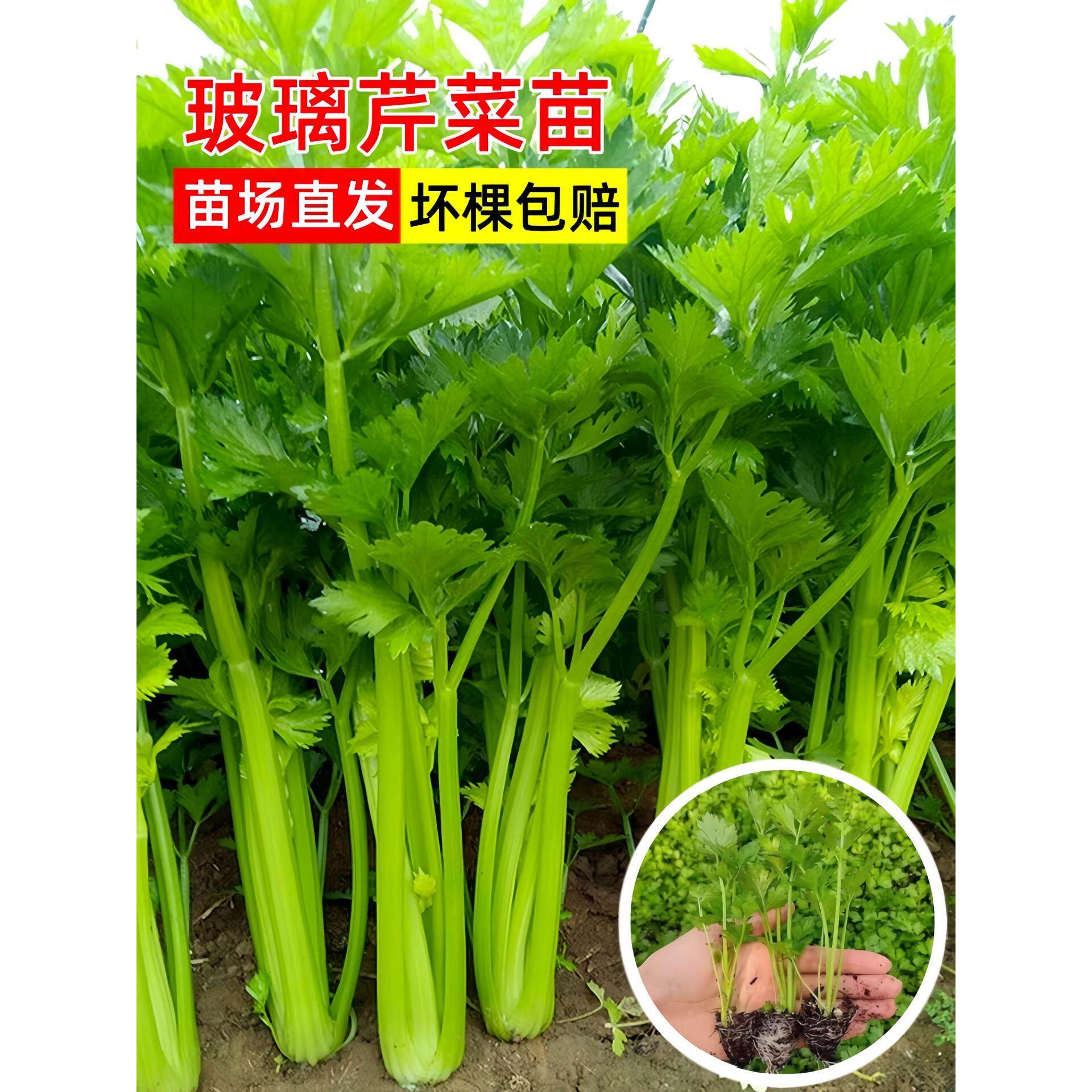 玻璃芹菜苗秧脆嫩西法国皇