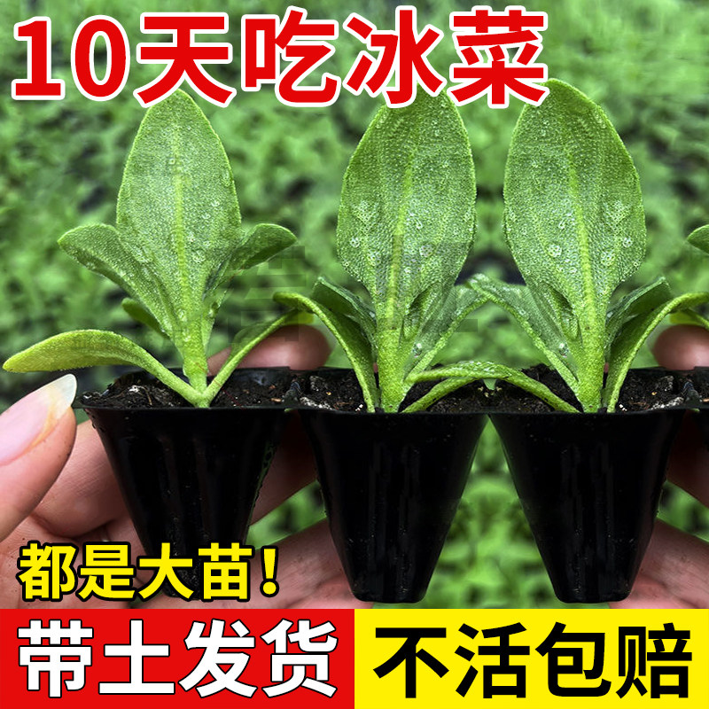 大叶水晶冰菜苗秧带土球四