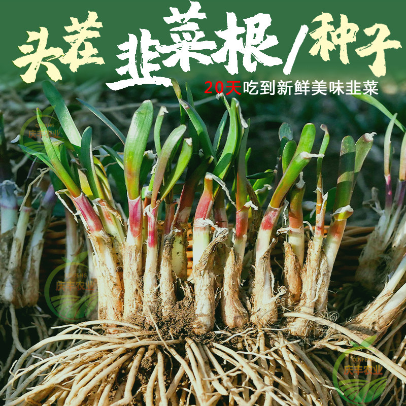 现挖紫根红韭菜苗种黄阳台