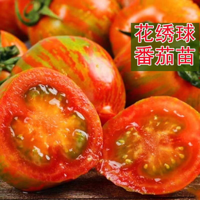 花绣球小番茄苗多彩迷你圣